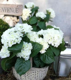 Kunstig hvid hortensia plante H: 43 cm. pr. stk.  - 1