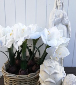 Kunstig hvid amaryllis i potte H: 45 cm. pr. stk. - 1