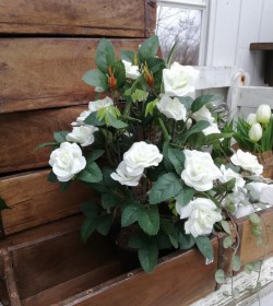 Kunstige hvide roser i potte H: 34 cm.  - 1